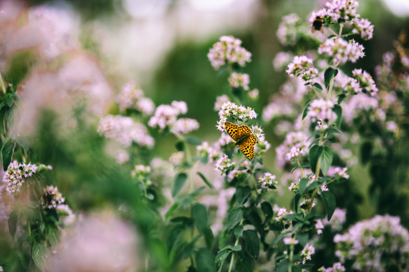 flowering plant, nature, growth, in the garden, floral, bloom, leaves, butterfly - insect, animal wildlife, color Image, insect, animal wing, animal themes