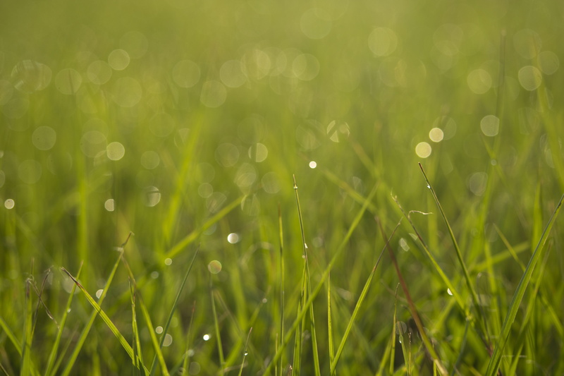 purity, close-up, selective focus, mornings, tranquility, land, nature, ground level, plants, greenspace, yard, freshness, bokeh, growth, drop, water drops