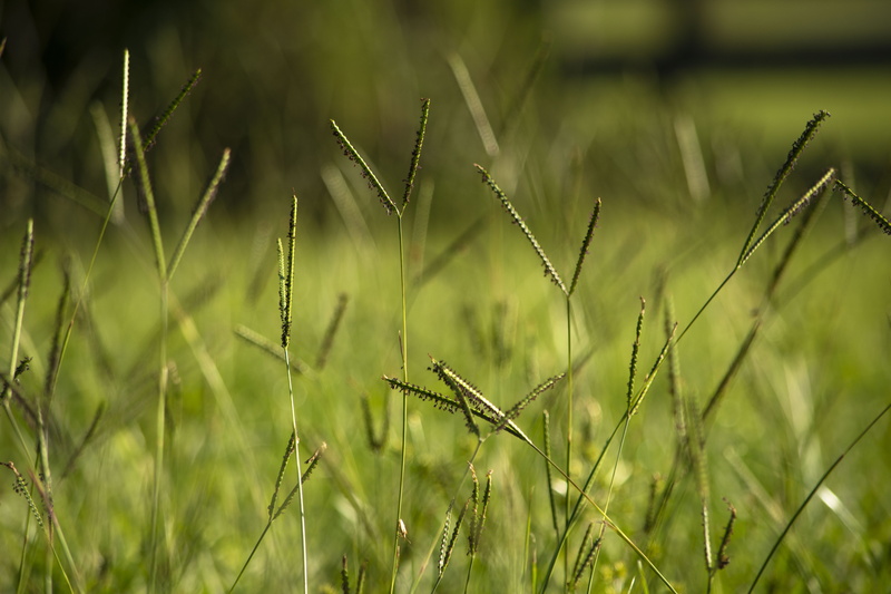 field, agriculture, green color, rural scene, outdoors, growth, assorted, seeds, beauty in nature, tranquility, rural, lawn, farm, flora, shallow, green