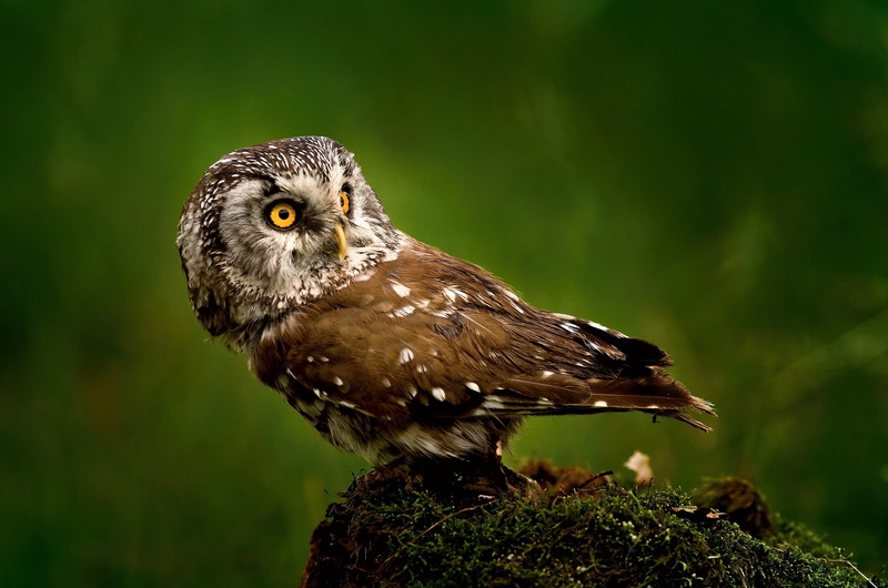 eagle, birds, animal wildlife, perching, portrait, outdoors, vertebrate, animals, bird, animals in the wild, owl, focus on foreground, animal themes, no people