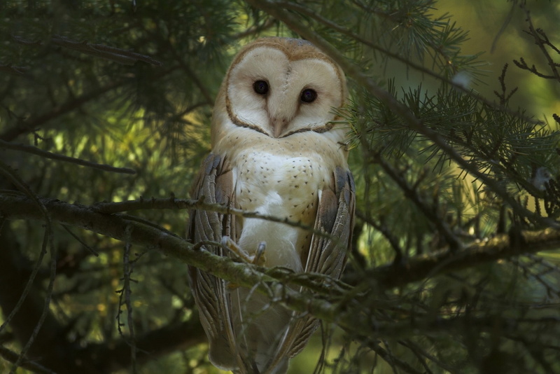 1080P, animals in the wild, day, tree, vertebrate, animals, outdoors, bird of prey, birds, animal, selective focus, branch, perching, one animal, animal wildlife