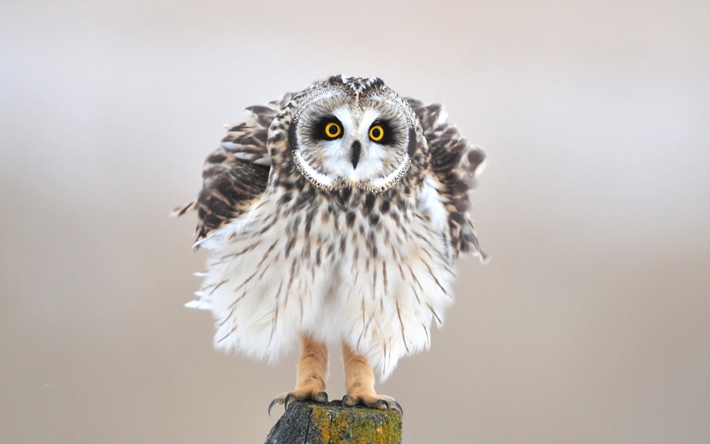 animals in the wild, animals, studio shot, close-up, one animal, front view, looking at camera, no people, vertebrate, focus on foreground, 2K, animal body part