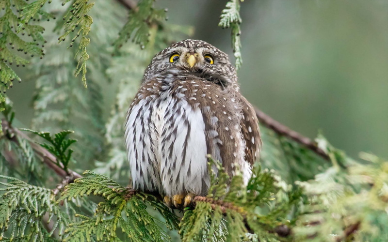 animal themes, animal wildlife, day, 1080P, bird, focus on foreground, bird of prey, animal, tree, close-up, vertebrate, animals in the wild, perching