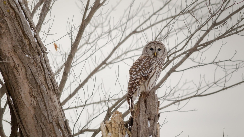 animal themes, no people, trees, bird, vertebrate, outdoors, owl, animal, bird of prey, looking at camera, low angle view, nature, plant, one animal, day