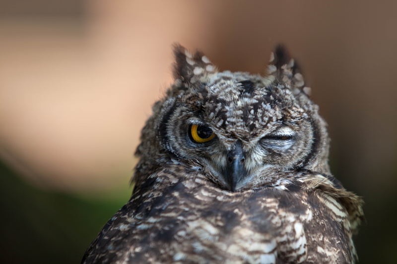 staring, vertebrate, black Color, wildlife, portrait, brown, owl, eagle Owl, one Animal, carnivore, animal wildlife, beak, bird, close-up, animal, looking