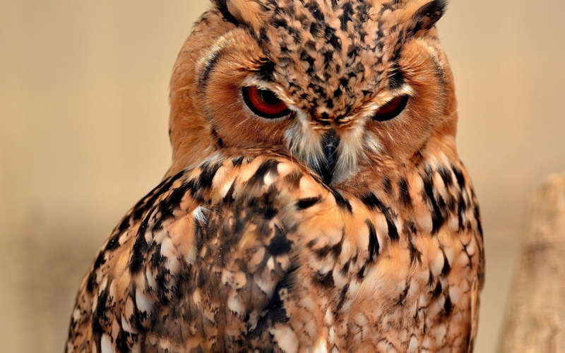 desert, beige, black, eagle, 1080P, owl