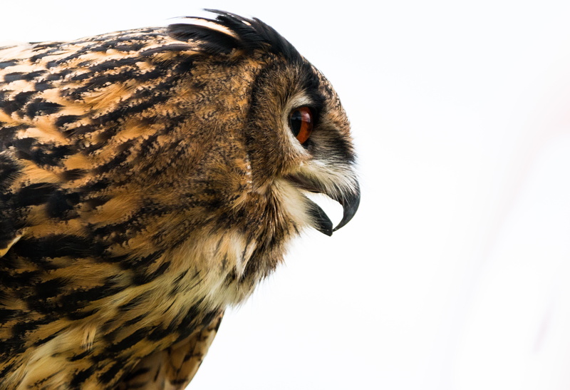 nature, domestic animals, falconry, true, profile, studio shot, animal nose, animal Head, feather, animal, bird of Prey, eagle-owl, vertebrate, 5K, close-up