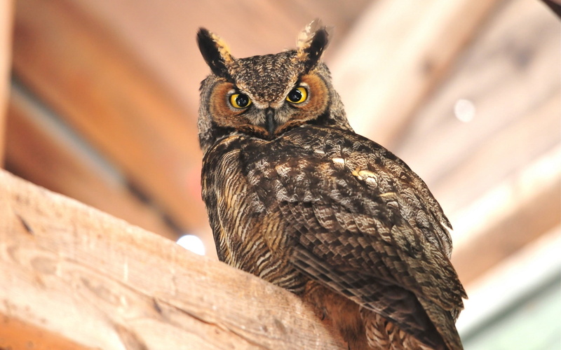 close-up, bird, vertebrate, looking, day, animal themes, staring, one Animal, no People, animal wildlife, predator, sitting, outdoors, wood - material