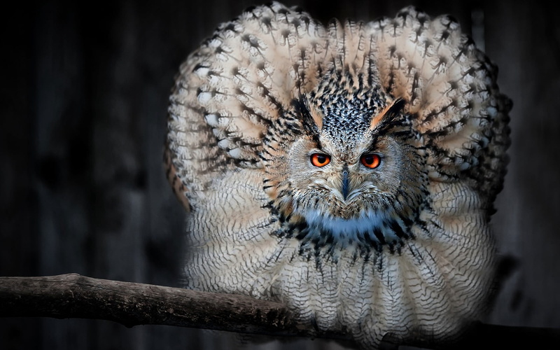 looking, tree, portrait, animals Hunting, outdoors, one Animal, animal Head, carnivore, branch, black Color, eagle Owl, feather, yellow eyes, 720P, animal body part