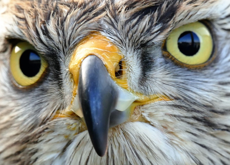 sharp, prey, eye, photography, animal themes, bird, 1080P, one animal, plumage, falcon, brown, outdoors, beak, feather, leucocephalus, animal, wild, predator