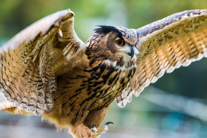 looking, focus on foreground, beige, flapping, bird of Prey, predator, close-up, 5K, falcon - Bird, bird, feather, animal Eye, one animal, hawk - Bird