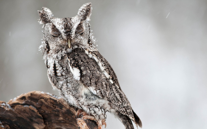 bird of Prey, selective focus, tree, cold temperature, animal wildlife, close-up, animal Eye, nature, brown, vertebrate, perching, outdoors, wildlife, bird