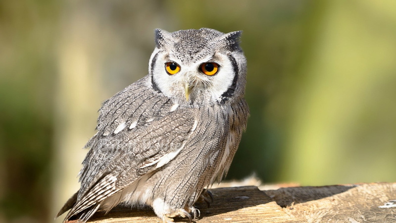 eagle Owl, feather, day, looking at camera, perching, carnivore, wildlife, portrait, animal Eye, animal themes, close-up, animal, nature, animals In The Wild