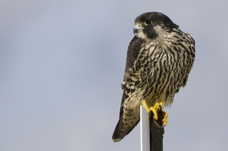 majestic, animals Hunting, perching, day, animal Head, peregrine falcon, hawk - Bird, feather, profile, falcon - Bird, black, carnivore, one Animal, wildlife