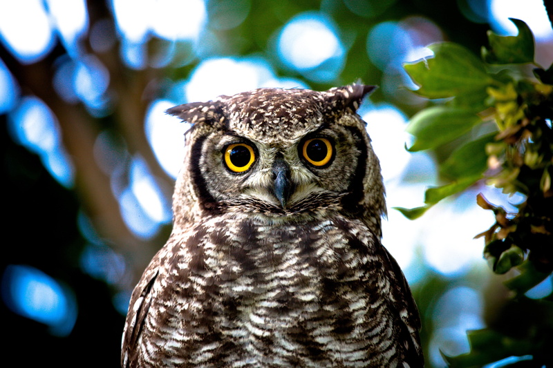 eagle Owl, animal Eye, portrait, animal body part, looking, animal, nature, eyes, beak, animal wildlife, staring, 5K, black Color, outdoors, vertebrate
