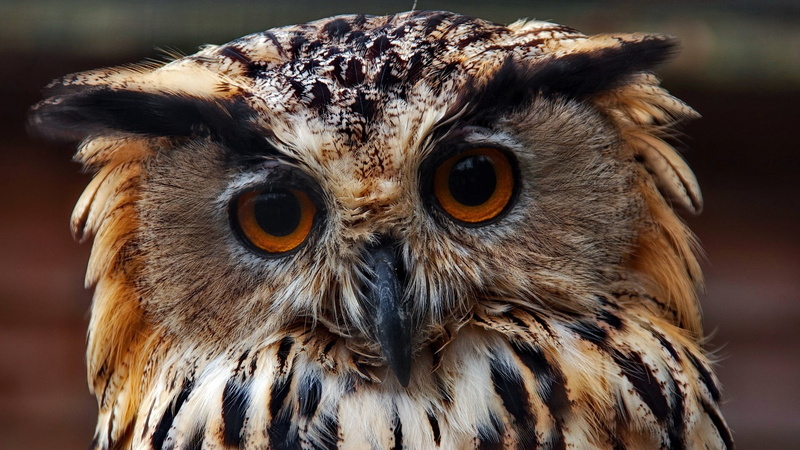 brown, animals In The Wild, day, yellow eyes, bird, wildlife, staring, looking, human Face, bird of Prey, animal themes, eagle Owl, nature, eye, animal wildlife