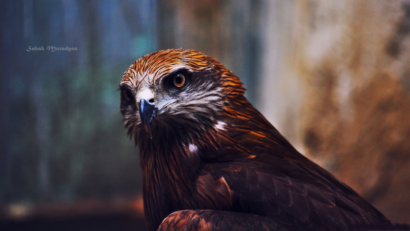 owl, Eyes, gray, 2K, close, Eagle, brown, Photography