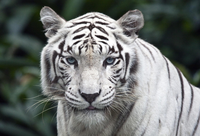 natureza, 1080P, felino, animals, fauna, branco, lindo, animal, tigre