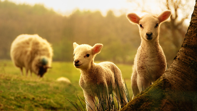 nature, no people, grazing, grassland, grass, domestic, animal family, land, portrait, sheep, standing, animal, field, pets, fauna, plant, 4K, outdoors