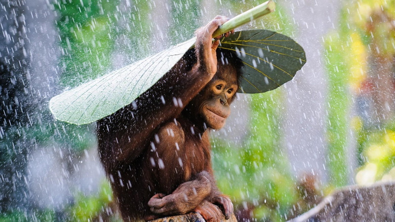 raining, orangutan, 1080P, photography, organism, rain, cute, wild animal, water, wildlife, monkey, fauna, rain drops