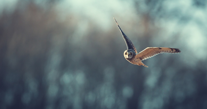 birds, 1080P, owl, animals, bird of prey