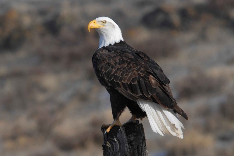 no people, bald, animal wildlife, bird of prey, eagle, focus, eagle - bird, birds, animals in the wild, fauna, perching, shallow, profile view, day, nature