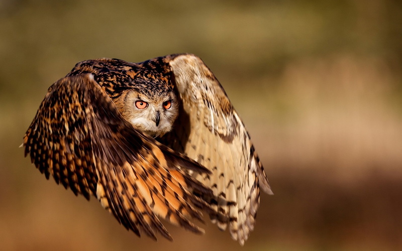 owl, birds, Bubo bubo, 2K