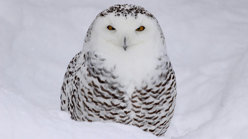 animal themes, white owl, animal head, bird of prey, 1080P, no people, snowy owl, animal wildlife, vertebrate, yellow eyes, one animal, white, cold temperature