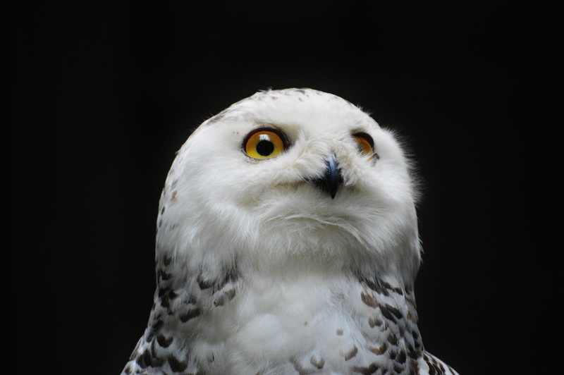 Snowy Owl, white, eagle - bird, bird of prey, owl, looking at camera, animal world, animal body part, 5K, Bird, animal themes, portrait, fly, animal wildlife