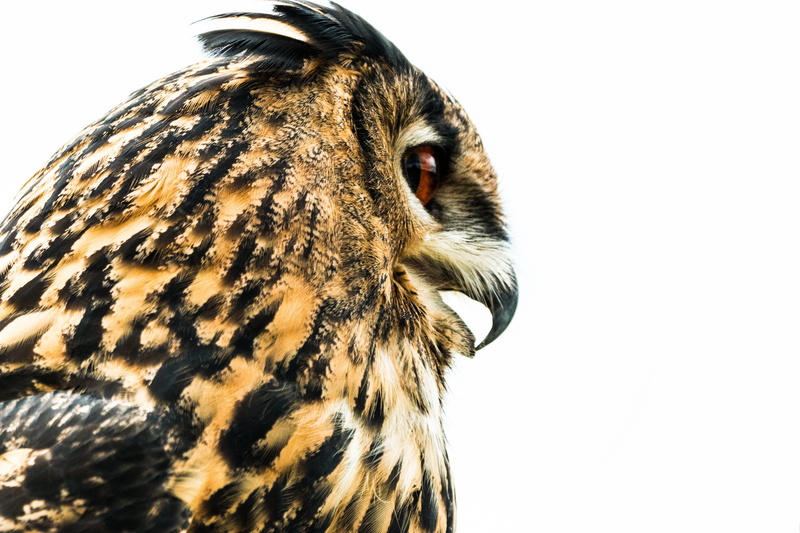 vertebrate, photo, animal themes, Bubo Bubo, white background, view, studio shot, copy space, animal eye, wild bird, animal, animal wildlife, Bird, Eagle Owl