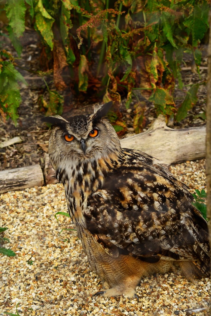 day, owl, bird of prey, predator, focus on foreground, tree, animal wildlife, nature, bubo bubo, perching, land, animals in the wild, animal, feather, one animal