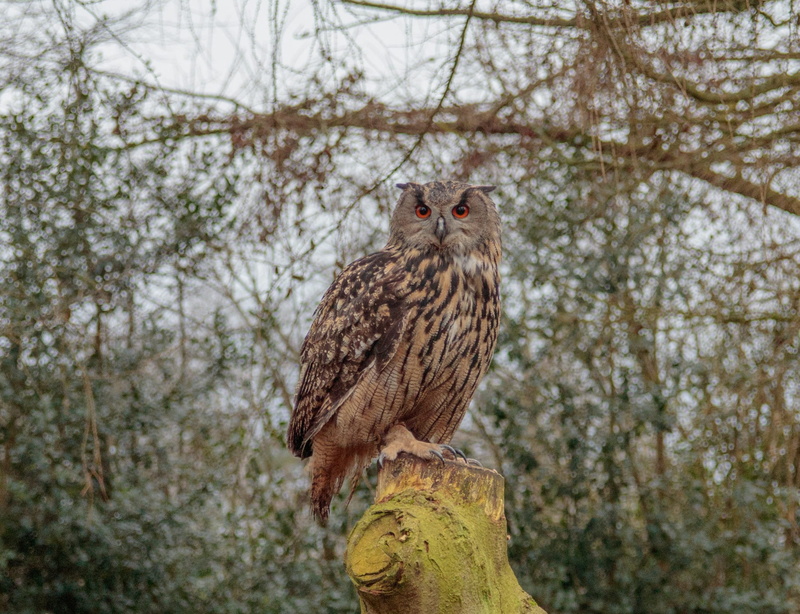 no people, branch, animal themes, perching, nature, plant, bird, animal, bubo, animals in the wild, focus on foreground, wildlife, eurasian eagle owl, owl