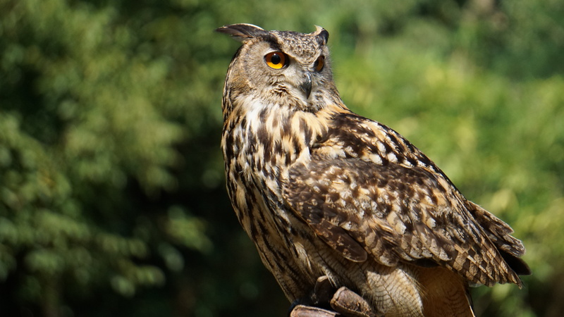 close-up, animal themes, perching, tree, tiger owl, no people, outdoors, great horned owl, hoot owl, vertebrate, focus on foreground, day, animals in the wild
