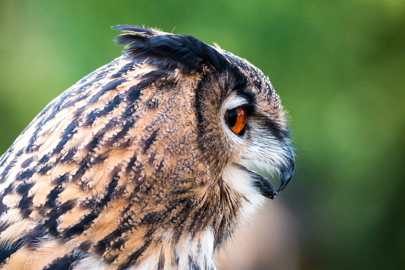 bubo bubo, photo, white, animals in the wild, owl, animal body part, wild bird, selective, brown, selective focus, bird, animal, focus on foreground, animal themes