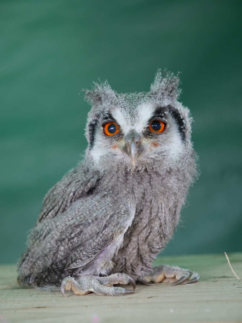animals in the wild, young animal, mammal, bubo, raptor, portrait, 5K, nature, young, predator, gray, animal, one animal, front view, cute, looking at camera