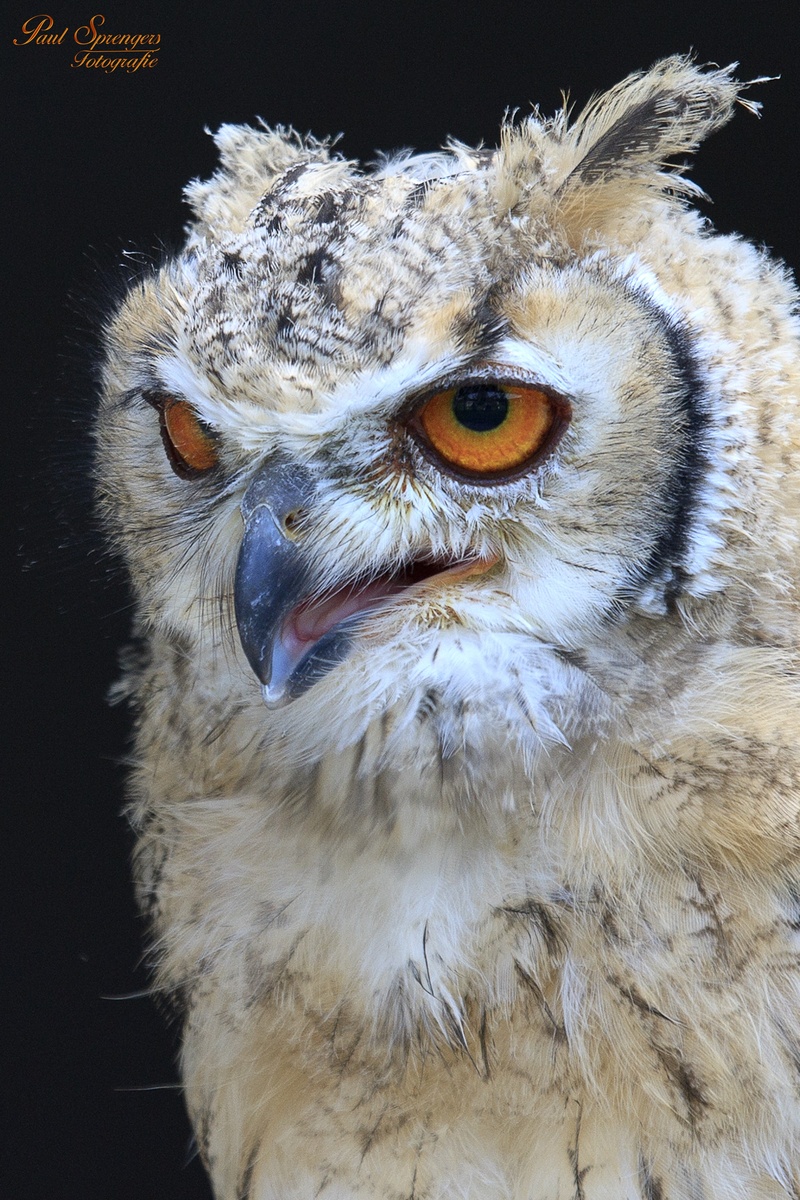 animal, vertebrate, animal wildlife, one animal, animal themes, owl, birds, bird, animal head, focus on foreground, night active, black background, bird of prey