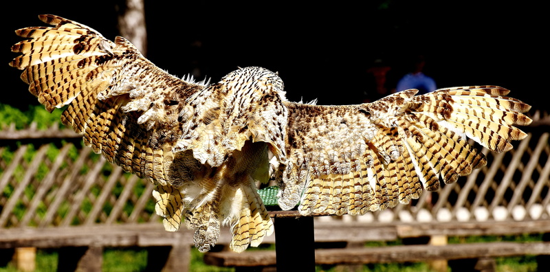 no people, animal body part, animals, wildlife photography, beak, herbivorous, animal world, day, owl, wood - material, 5K, bird, fly, bird of Prey, focus on foreground
