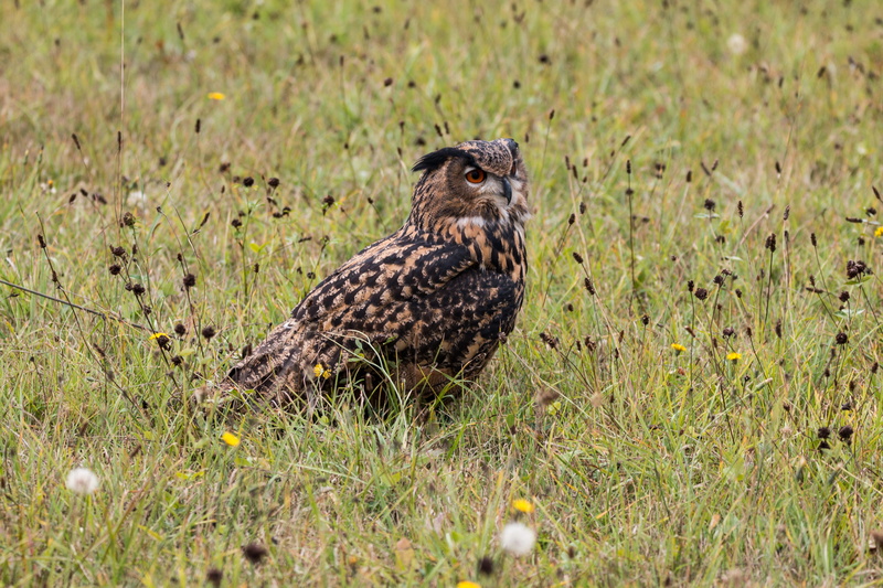 bird of prey, animal, vertebrate, brown, portrait, wild bird, green color, selective focus, Feather, no people, grass, one animal, field, land, animals in the wild