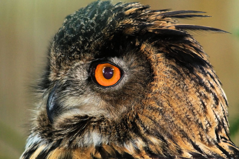 animal, eagle owl, animal eye, animal head, beak, one animal, 5K, animal wildlife, eye, animal body part, portrait, close, feather, nature, animal themes