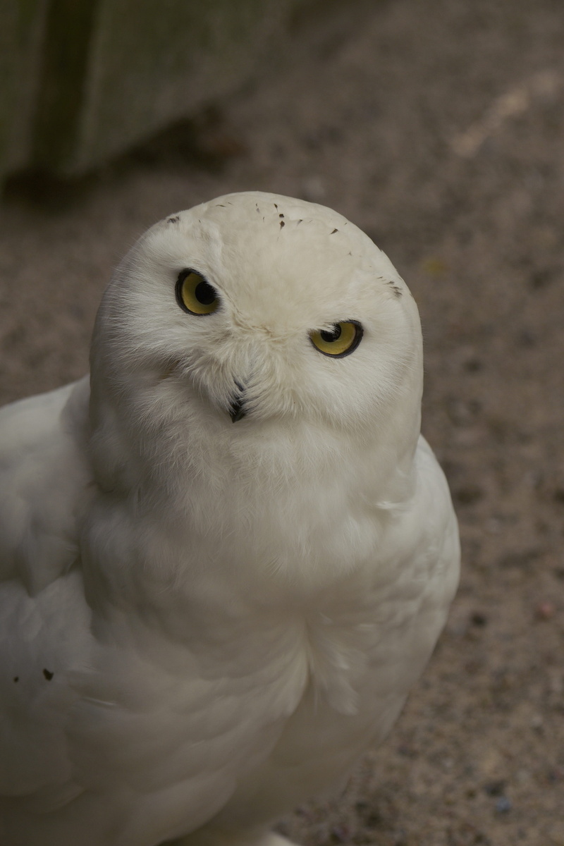 no people, focus on foreground, 4K, yellow eyes, male, animals in the wild, close-up, white color, looking, Snowy Owl, looking at camera, parrot, animal body part