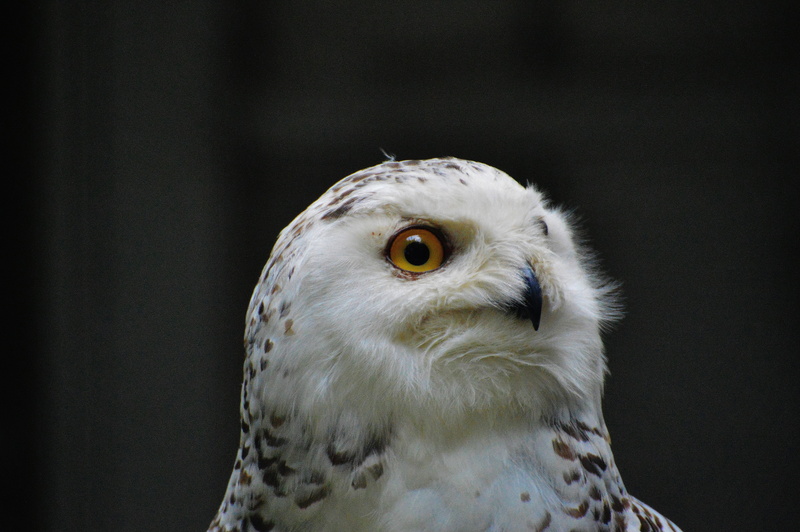 cute, hawk - bird, wild bird, animal head, plumage, one animal, eagle owl, snowy owl bubo scandiacus, animal world, day, wildlife photography, beak, animal themes