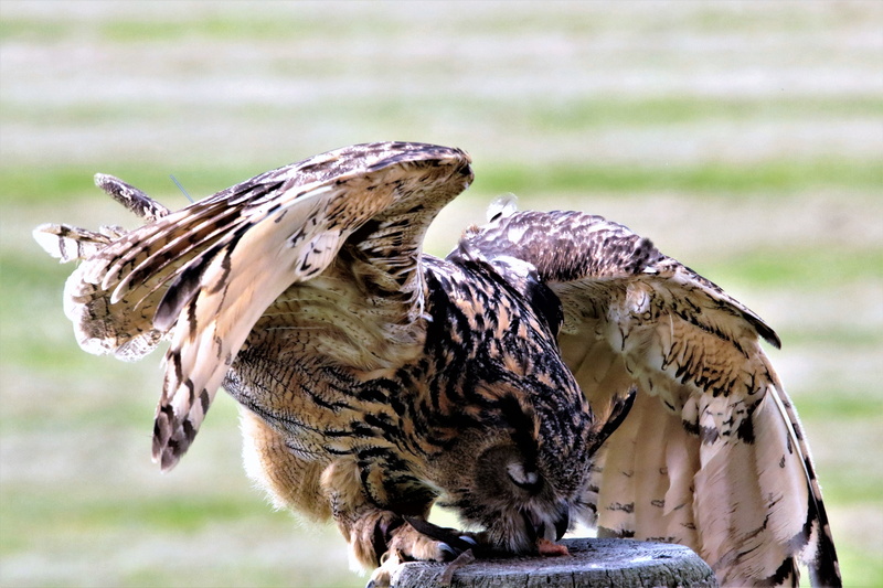 animal wildlife, outdoors, falconry, vulture, eurasian eagle owl, wildlife, animals in the wild, no people, day, vertebrate, animal body part, 5K, wild