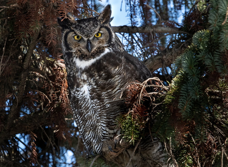 Bubo virginianus, Grand duke of America, branches, trees, 1080P, bird, owl, Virgin Filin, coniferous, nature