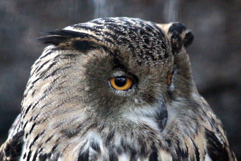 animals of russia, animal wildlife, eye, 2K, focus on foreground, bird of prey, looking at camera, animal themes, wild, zoo, animals in the wild, vertebrate