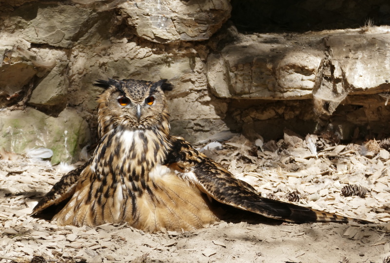 vertebrate, bubo bubo, animal wildlife, animal, bird of prey, flying, nature, lighted eyes, feather, looking at camera, day, night active, sitting, land