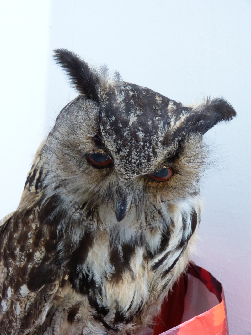 eagle owl, portrait, looking at camera, nature, animals in the wild, animal, feather, close-up, bird, vertebrate, animal body part, beak, one animal, animal wildlife