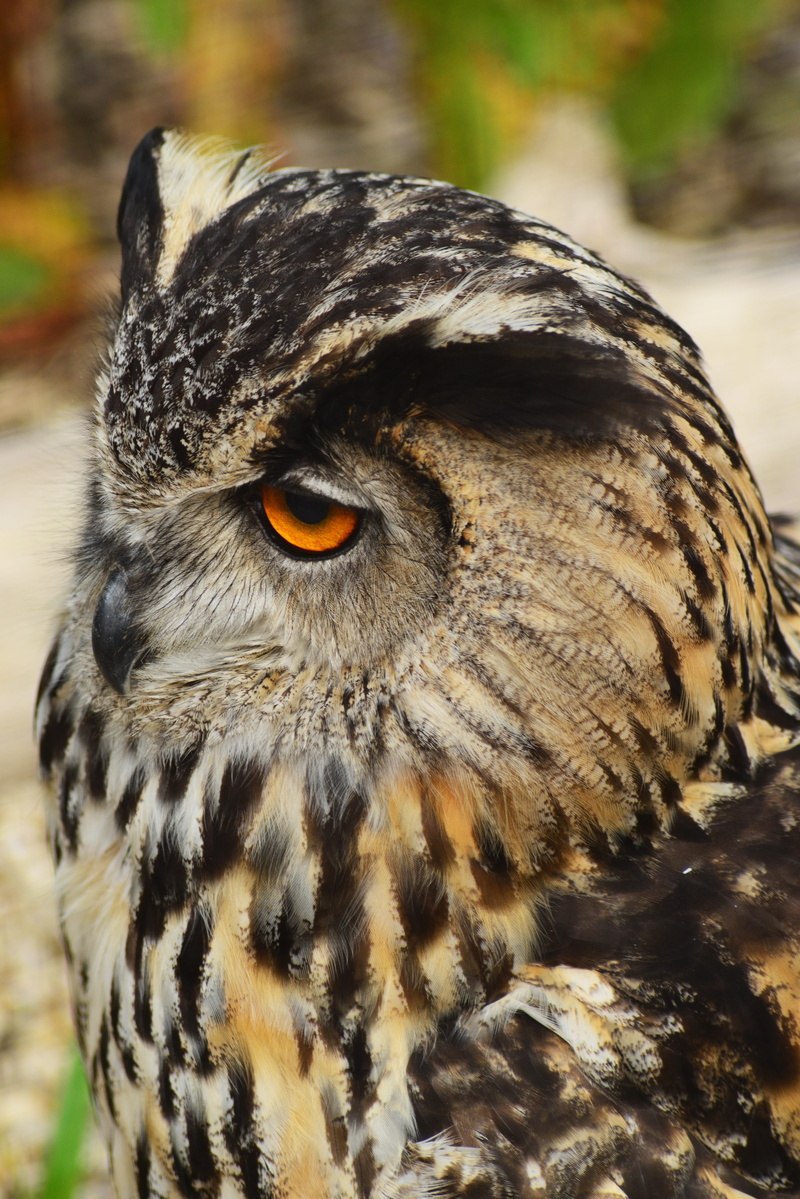 beak, animal, hunter, head, portrait, bird of prey, outdoors, black, animals in the wild, predator, bubo bubo, day, no people, feathers, close-up, animal themes