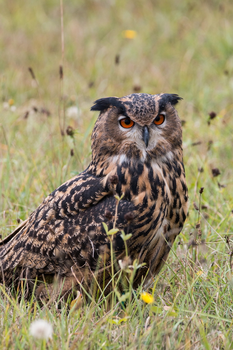 day, grass, animal eye, vertebrate, falcon - bird, focus on foreground, yellow eyes, Eagle Owl, plant, raptor, one animal, nature, 5K, animals in the wild