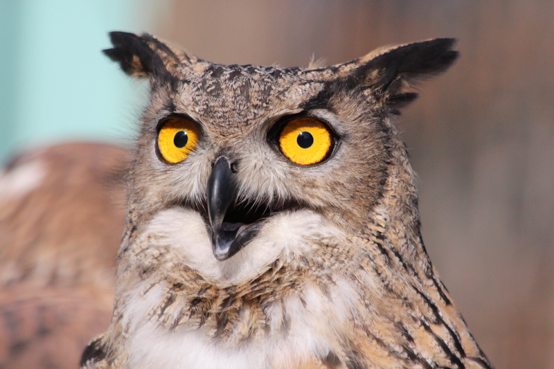owl, bubo bubo, feather, eye, bird of prey, yellow eyes, brown, brown background, animal, bird, animals in the wild, looking at camera, aggression, wild