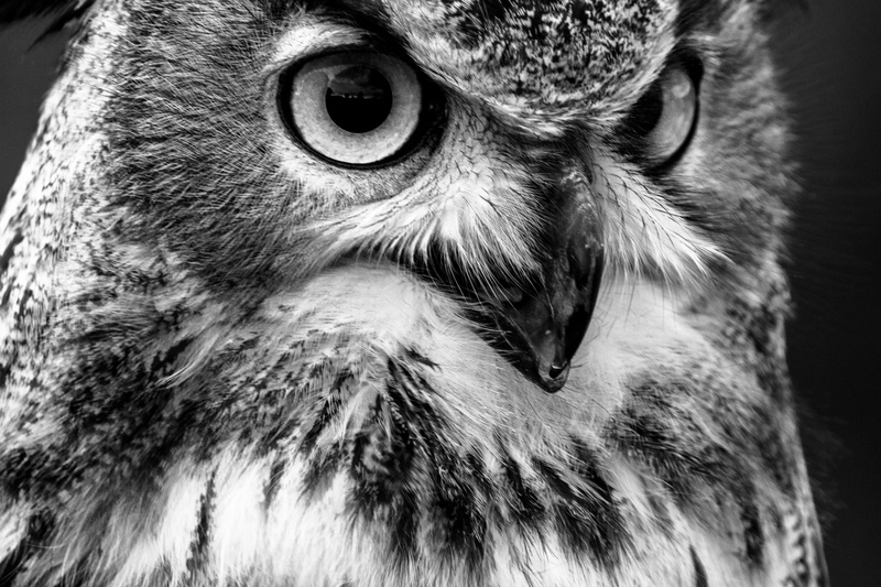 raptor, animal body part, day, bubo bubo, portrait, eye, birds, fly, focus on foreground, bird, 5K, eagle owl, looking at camera, owl, no people, animal wildlife